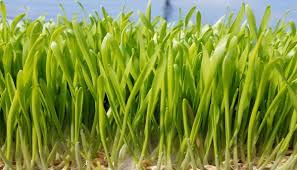 One of spirulina's claims is that it has vitamin b12. Commonsense Supergreens Wheatgrass Barleygrass Chlorella Or Spirulina