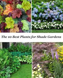 10 Best Shade Garden Plants The Honeycomb Home Shade Garden Plants Shade Landscaping Plants
