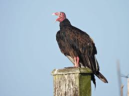 4 Things You Probably Didnt Know About Vultures