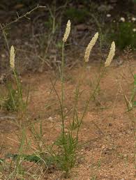 Image result for Kyphocarpa angustifolia