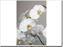 Dank moderner vermehrungsverfahren sind orchideen heutzutage erschwinglich und es gibt sie in hoher qualität in jedem gut sortierten gartencenter und blumenfachgeschäft. Glasprint Weisse Orchidee Fensterperle De