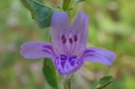 Image result for Dyschoriste albiflora