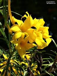 Image result for Cascabela