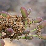 Image result for Maranthes floribunda