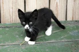 Black And White Kitty Names Black And White Cat Names Black And White Kittens White Kittens Kitten Names