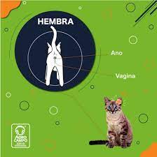 Cómo saber si es gato o gata ? 4 Formas |Agrocampo|