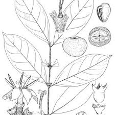 Image result for Sericanthe leonardii