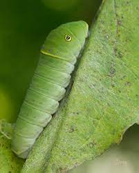 Maybe you would like to learn more about one of these? Tiger Swallowtail Butterfly Identification Facts Pictures