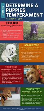 Stupid Dog Simple Tricks To Make Him Listen Dog Training Tips Dog Training Obedience Aggressive Dog