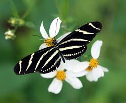 Image result for Kyllinga alba