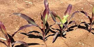 Phosphorus Basics Deficiency Symptoms Sufficiency Ranges And Common Sources Agfax