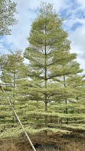 Image result for Terminalia neotaliala