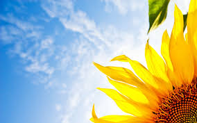 Windows 10 Wallpapers Free Wallpaper Desktop Chainimage Sunflower Wallpaper Sunflowers Background Blue Sky Wallpaper