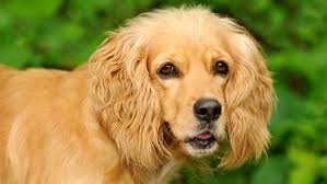 Mon Chien Mange Ses Excrements Que Faire