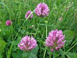 Clovers Trefoil Red Clover Hares Tail Clover Dutch Clover Swedish Clover Hop Trefoil Meadow Clover Trifolium