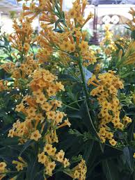 Image result for Cestrum