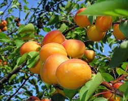 Very juicy and sweet, scarlet sentinel ripens in mid to late september and can be stored until february. Scarlet Sentinel Columnar Apple Tree Ison S Nursery Vineyard