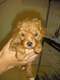 Base price goldendoodle and mini goldendoodle puppy colors include english cream, caramel, apricot, red, black, and tan. Miniature Poodle Puppies For Sale Puppies For Sale Dogs For Sale Dog Breeders Dog Kennel Kitten For Sale Cat For Sale