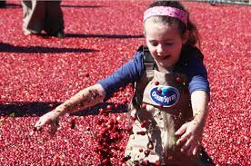 Bittersweet A D Makepeace Co Celebrates Final Cranberry Harvest Festival Wareham