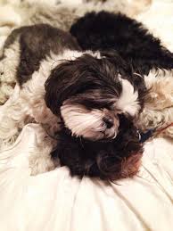 Obtain Terrific Pointers On Chrysanthemum Dog They Are Actually Offered For You On Our Site Sevimli Kopek Yavrulari Yavru Kopek Kopek