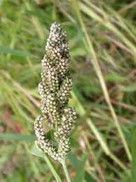 Image result for Echinochloa frumentacea