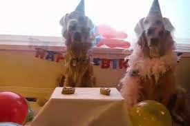 Party Dog Celebration Birthday Happy Birthday Eat Cake Yum Hat Golden Balloons Daisy Pup Birthday Cake Golden R Birthday Gif Golden Balloons Happy Birthday Gif