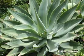 The following photos will allow you to identify cacti and other succulent plants. No Water Succulents For Southern California Gardens
