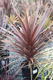 Image result for Cordyline australis