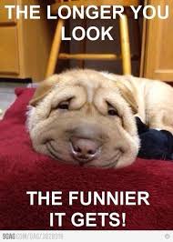 20 Funny Animals Memes Funny Animals Memes Funny Animal Memes Funny Animals Funny Animal Pictures