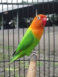 Namun doa juga adalah senjata orang mukmin, yang juga dalah kebutuhan kita. Jual Beli Burung Love Bird Burung Cantik Burung Gambar Burung