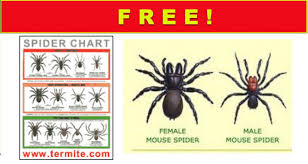 Get A Free Spider Identification Chart Free Samples By