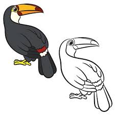 Toucan (simple version) a rainforest bird with a huge, colorful beak. Toucan Bird Coloring Page Vector Images