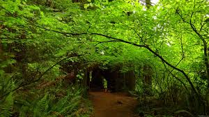Maybe you would like to learn more about one of these? Mlewallpapers Com Maple Trees In Redwood Forest