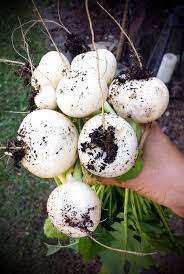 Kann man noch irgendein gemüse/ obst anpflanzen (topf für balkon), welches jetzt bei einpflanzen im august noch wächst dieses jahr? Https Xn Grneliebe R9a De Welches Gemuese Kann Man Fuer Den Herbst Im August Saeen