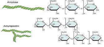 6 Starch Amylose And Amylopectin Structure Download Scientific Diagram