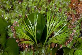 Image result for Schizaea pectinata