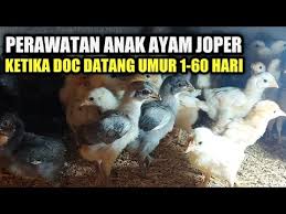 Kfc style fried chicken recipe | extra crispy and frizzy fried chicken that can last up to 8 rahasia ayam crispy ala kfc, ga nyangka mirip banget, awet buat jualan. Video Ayam