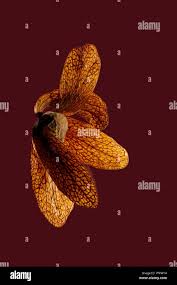 Image result for Monotes africanus