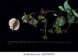 Image result for Combretum sp. A