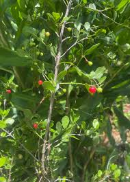 Image result for Crossopetalum