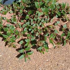Image result for Euphorbia ophthalmica