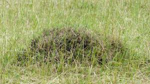 Sie haben in ihrem garten rote ameisen entdeckt und möchten diese natürlich auf dem schnellsten wege beseitigen. Ameisen Im Rasen Bekampfen Diese Hausmittel Helfen Auf Naturliche Weise Wohnen