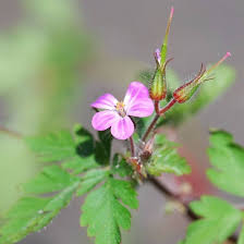 Herb Robert (Geranium robertianum)