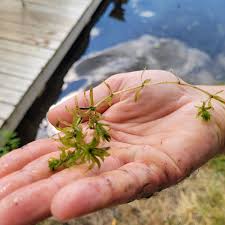 Image result for Hydrilla