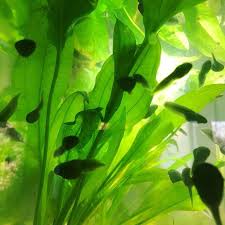 Sonntags Schwimmer Moosfrosch Thelodermacorticale Kaulquappe Tadpole Nachzucht Frogsofinstagram Plant Leaves Instagram Plants
