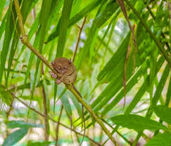 According to the world wildlife fund, cacti are uniquely adapted to their habitats and define many of the landscapes in which they are found. Wildlife In Indonesia 10 Must See Endemic Species Bookallsafaris Com