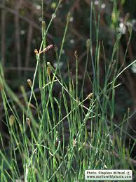Image result for Equisetum ramosissimum