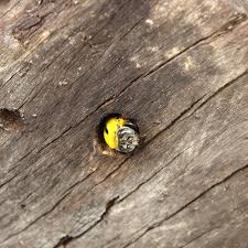 How do i get rid of bumblebees? How To Get Rid Of Carpenter Bees The Home Depot