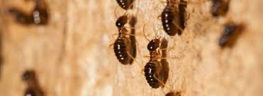 This tells us how widespread the problem is with this type of pest. Termite Deemak Control In India Rentokil Pci