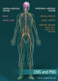 Neurons cells from the brain under the microscope view for education. Nervous System Overview